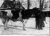 1926 bull.gif (104003 bytes)